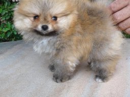 prince