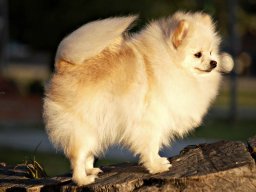 pomerania3