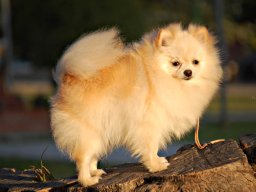 pomerania4