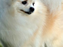 pomerania6